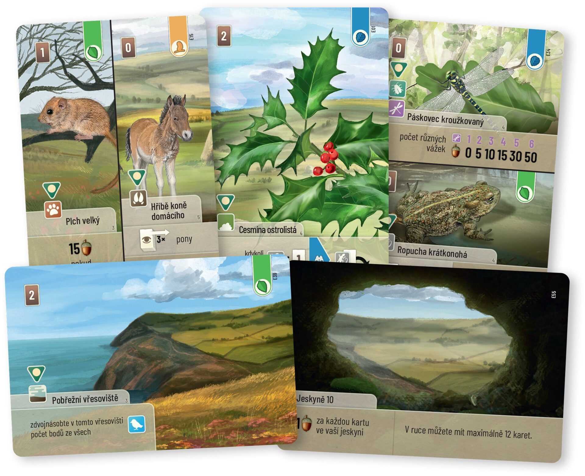 Smíšený les: Dartmoor Exmoor - Obrázek 2